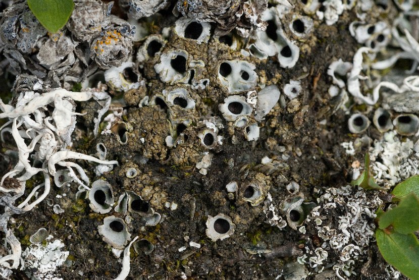 Solorina bispora-2
